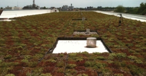 green garden roof